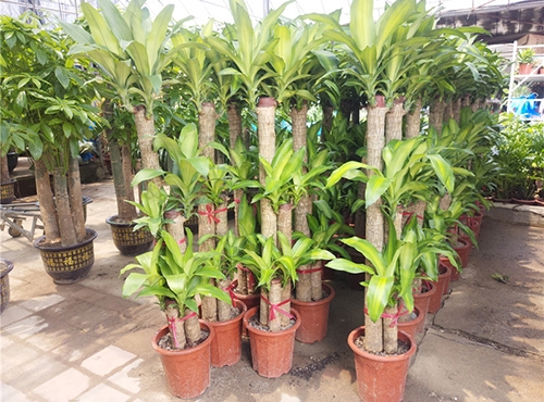 對(duì)新種植的樹(shù)木要注意它的六大養(yǎng)護(hù)知識(shí)