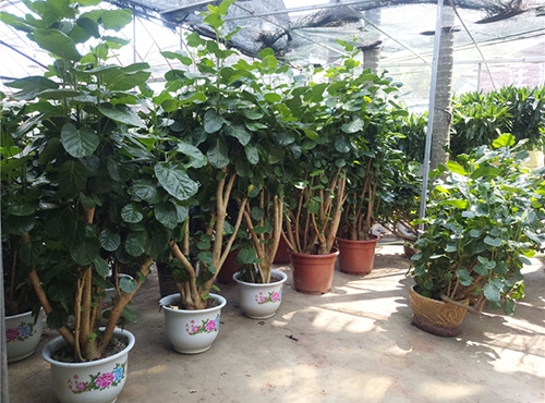微景觀(guān)是什么？微景觀(guān)植物有哪些？