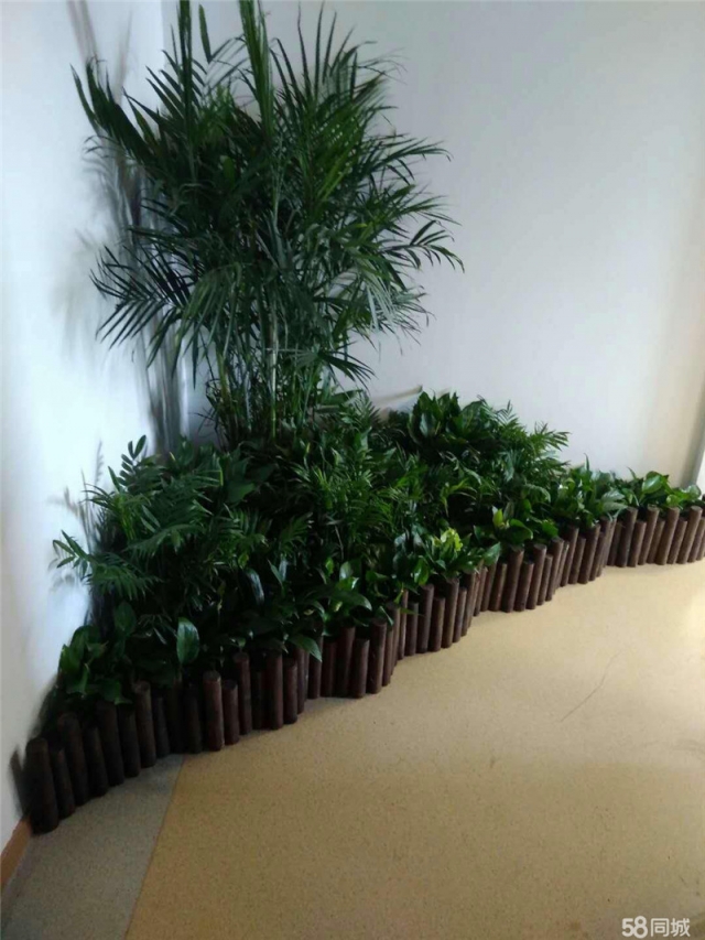 綠植
