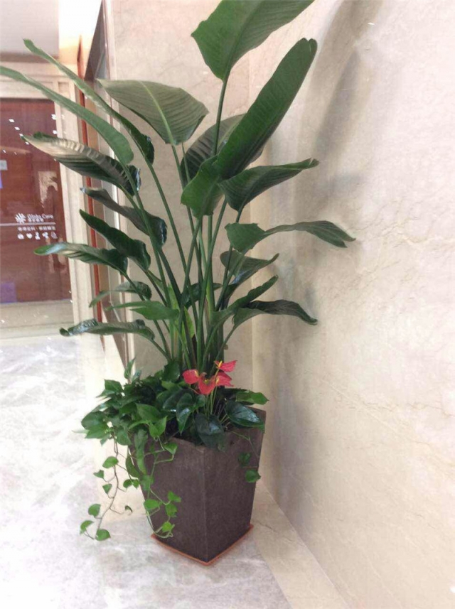 天堂鳥組合